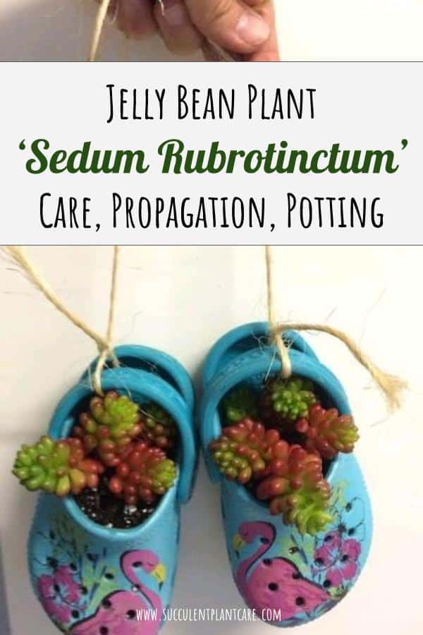 Jelly Bean Plant-Sedum Rubrotinctum Propagation and Care