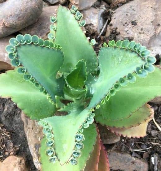9 Succulent Plants Toxic to Cats, Dogs, or Pets Succulent Plant Care