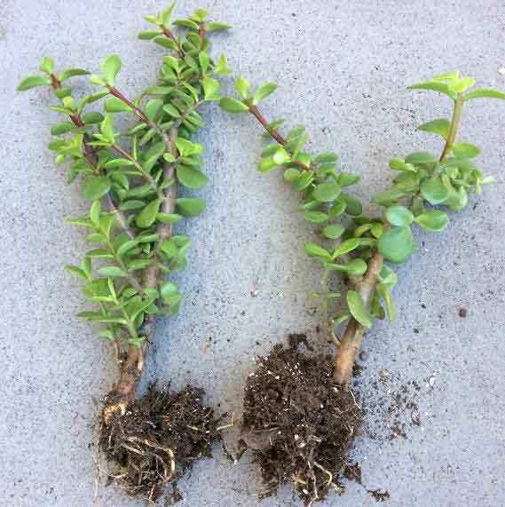 Portulacaria Afra 'Elephant Bush' rooted stem cutting for propagation