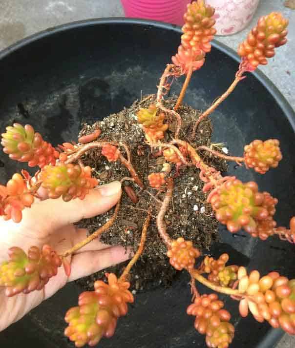 Repotting edum Rubrotinctum 'Jelly Bean Plant' 