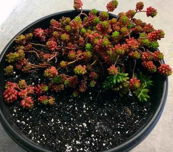 repotting Sedum Rubrotinctum 'Jelly Bean Plant' with green and red leaves