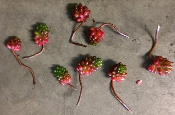 Sedum Rubrotinctum 'Jelly Bean Plant' stem cuttings for propagation