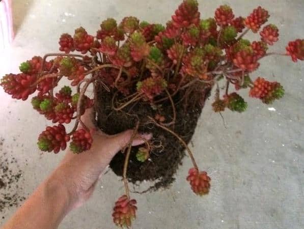 Sedum Rubrotinctum 'Jelly Bean Plant' with green and red leaves