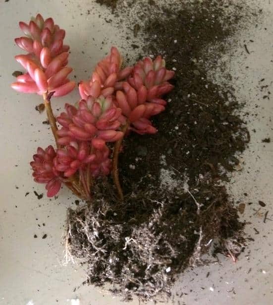 Sedum Rubrotinctum 'Aurora' Pink Jelly Beans stem cuttings for propagation