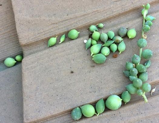Senecio Rowleyanus 'String of Pearls' beads