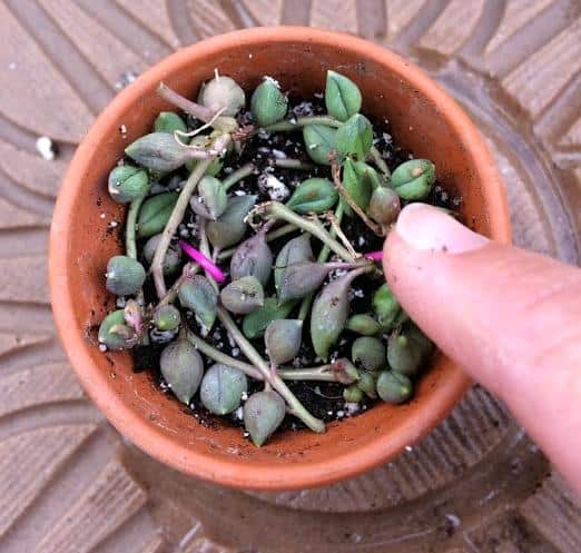 Why Are My String of Pearls Shriveling? - Succulent Plant Care