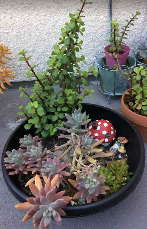 5 Reasons Why We Need to Repot Succulents