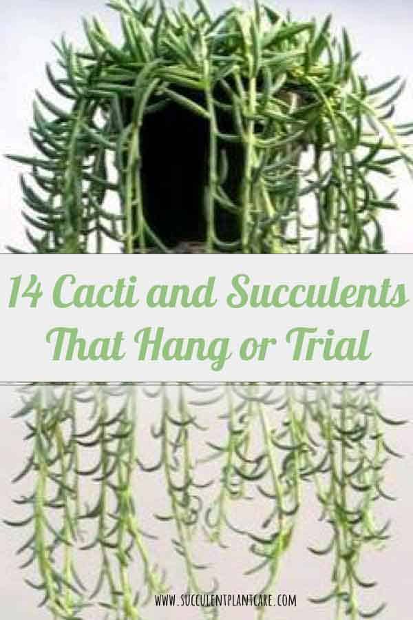 14 Cacti and Succulents that Hang or Trail (With Pictures)