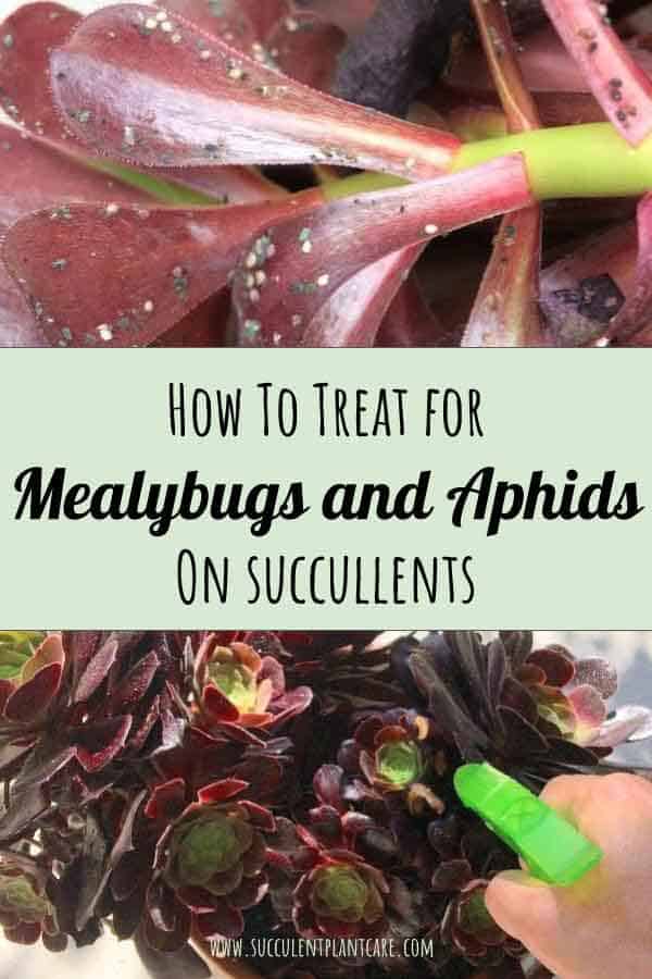 How to Treat For Ants, Mealybugs, Aphids on Succulents
