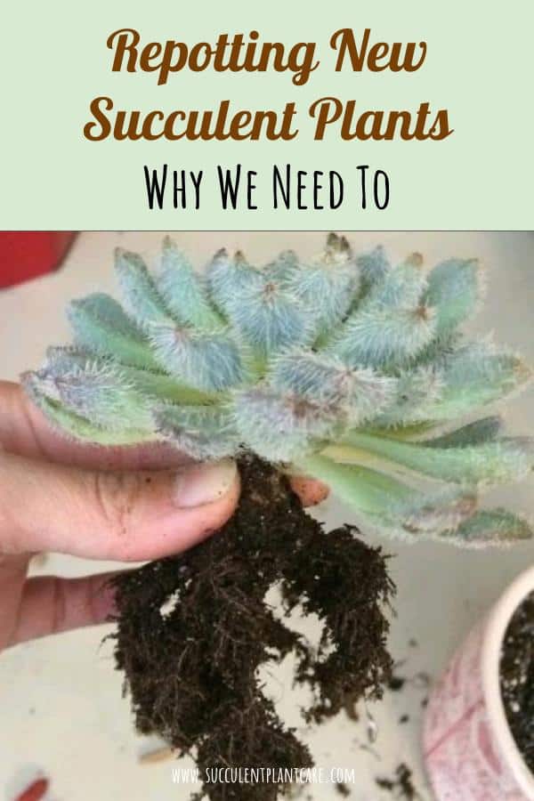 Why We Need to Repot Newly Bought Succulents