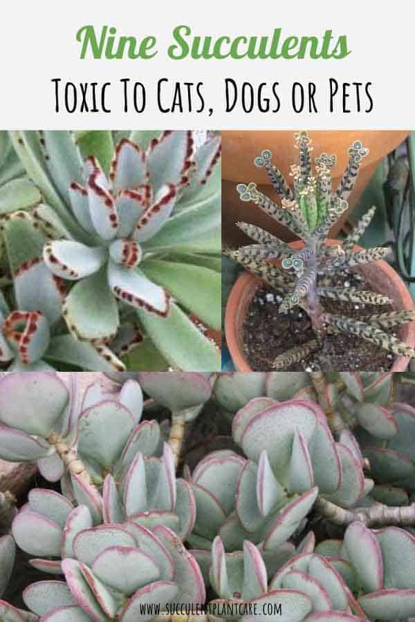 9 Succulent Plants Toxic to Cats, Dogs, or Pets