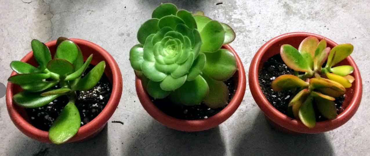 Succulents propagated in water and repotted