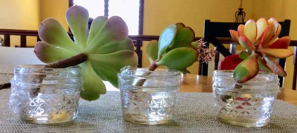 Succulent stem cuttings for water propagation