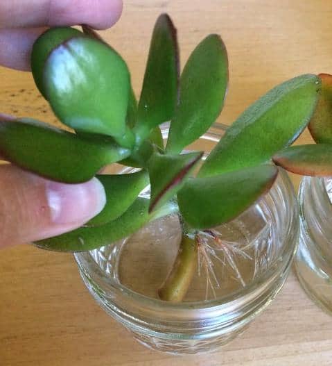 Jade plant stem cutting rooting and propagating in water