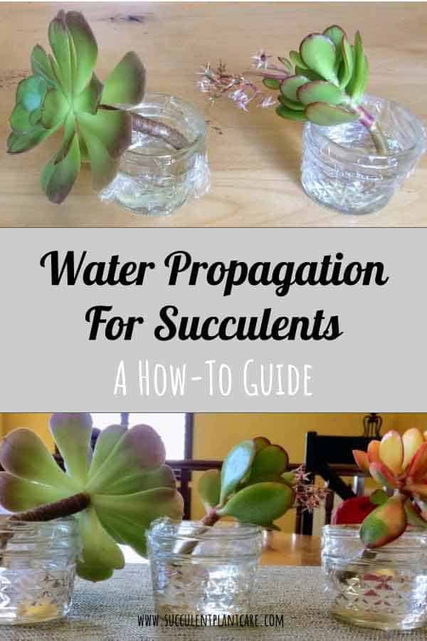 Water Propagation for Succulents: A How-to Guide