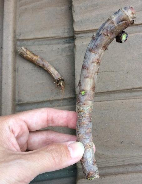 Aeonium arboreum ‘Zwartkop’ (Black Rose) broken stem