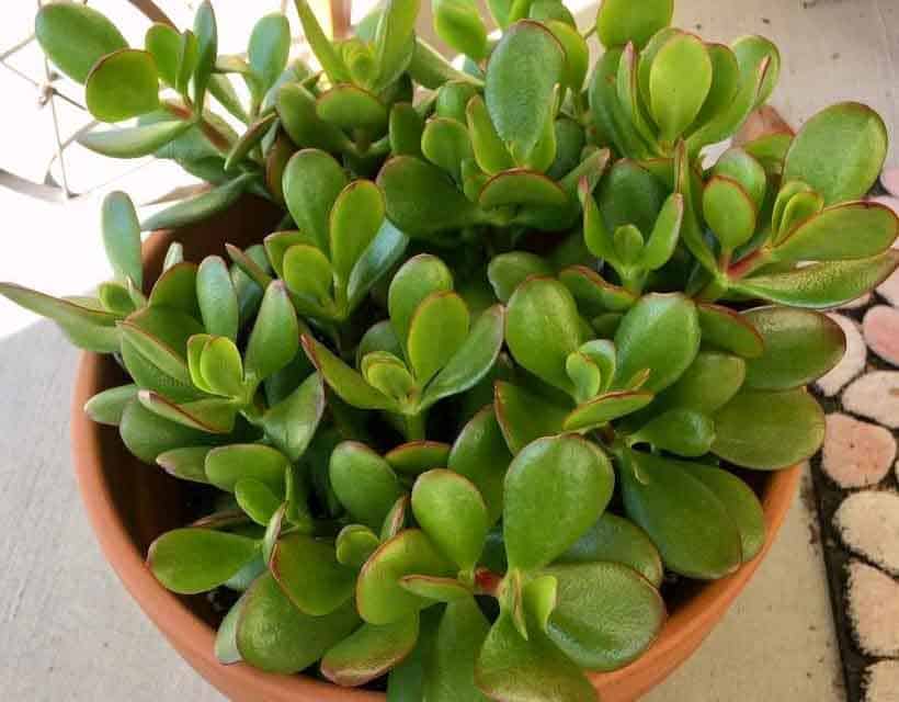 Succulent Crassula Ovata Jade Plant Collection 5 Varieties w/2 cuttings Each 