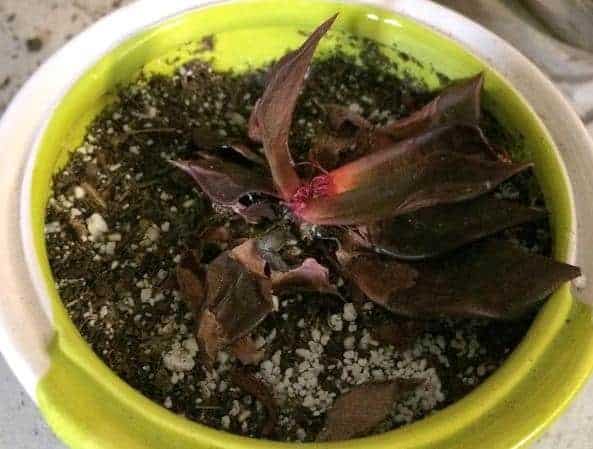 This is an Echeveria that has rotted from overwatering.