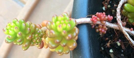 new succulent leaves growing back on the stem
