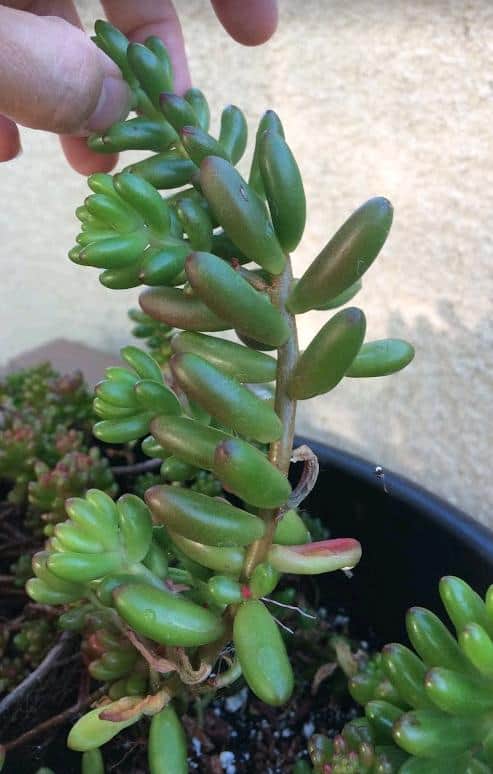 Etiolated or stretched out jelly bean Sedum Rubrotinctum plant from lack of sunlight
