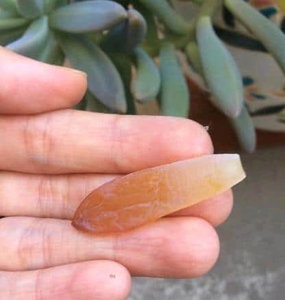Translucent, mushy leaf from an overwatered succulent