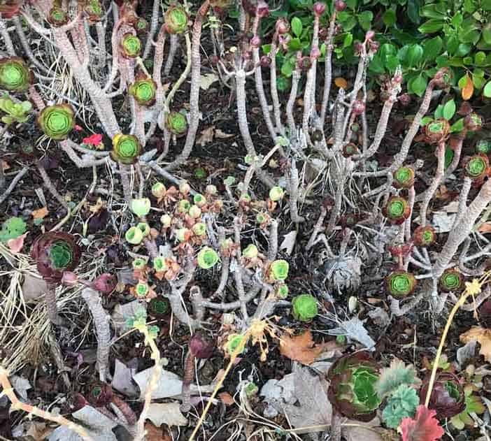 Drooping aeoniums, dormant aeoniums with fallen leaves