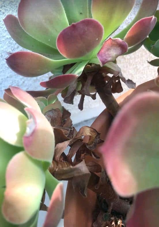 Aeoniums with dried up bottom leaves that are falling off