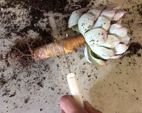 How to Behead an Echeveria and Cut Off Bloom Stalks