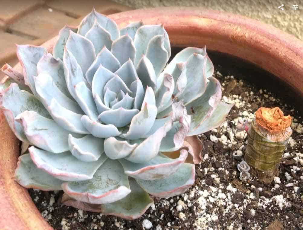 Beheaded echeveria growing new baby plants from the stump