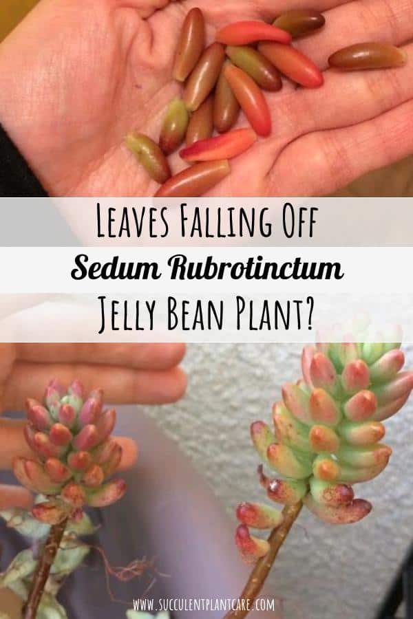 Sedum Rubrotinctum Jelly Bean Plant fallen leaves