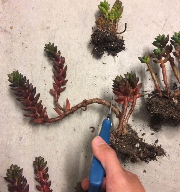 Succulent stem cuttings for propagation