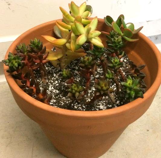 Succulents in pot without drainage hole