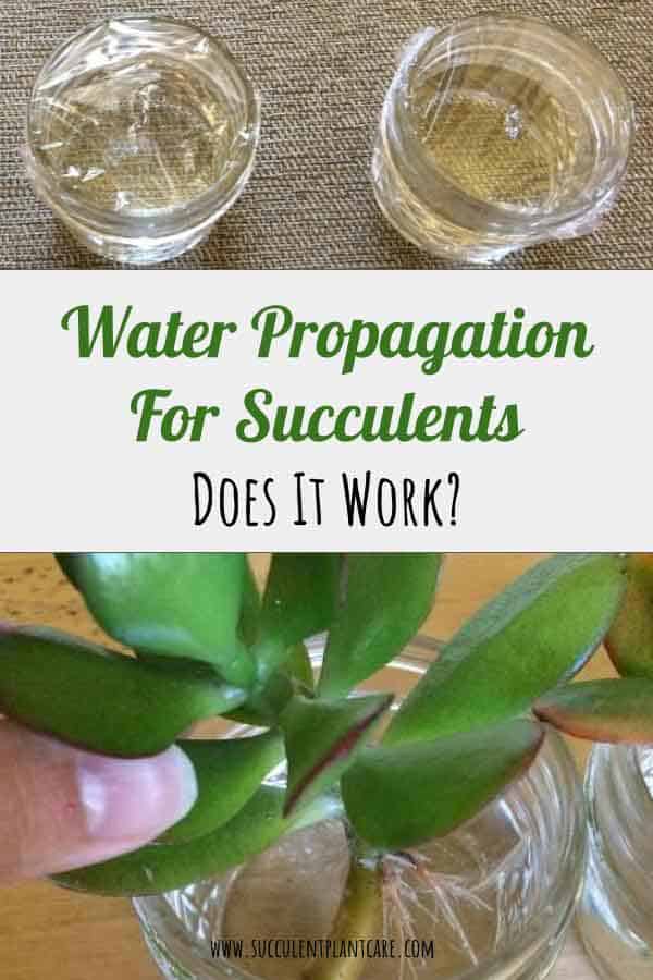 Succulent stem cuttings propagated in water and planted in soil