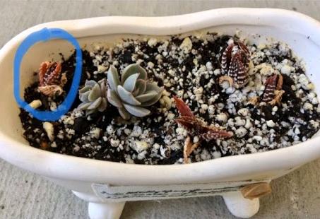 Miniature succulents in small pots, mini haworthias and mini echeveria