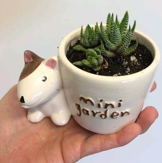 Miniature succulents in small pots, mini haworthia attenuata zebra plant