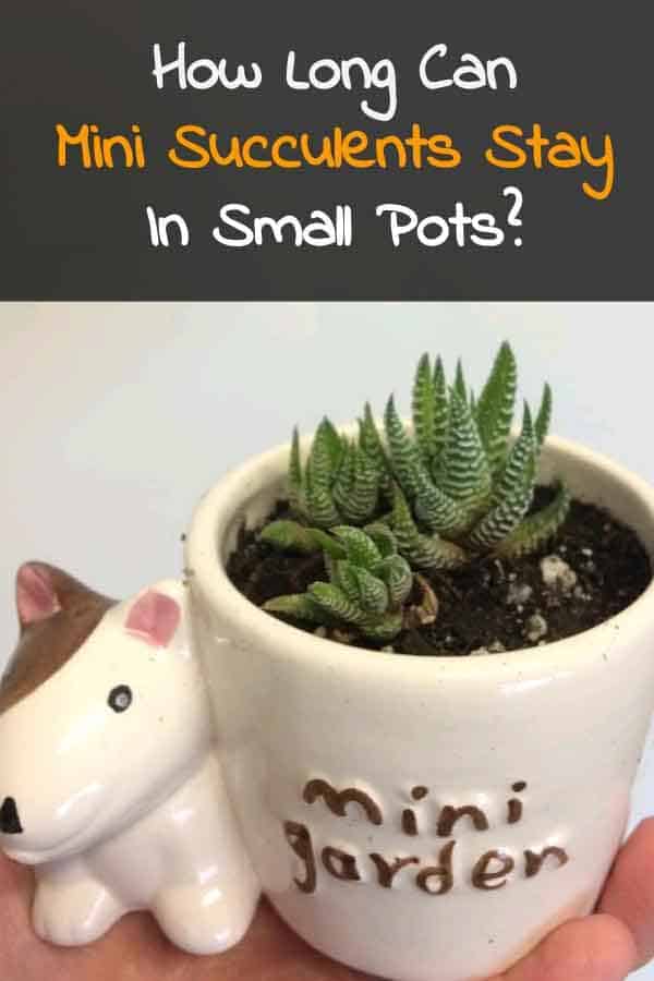 Miniature succulents in small pots, mini haworthiopsis attenuata zebra plant