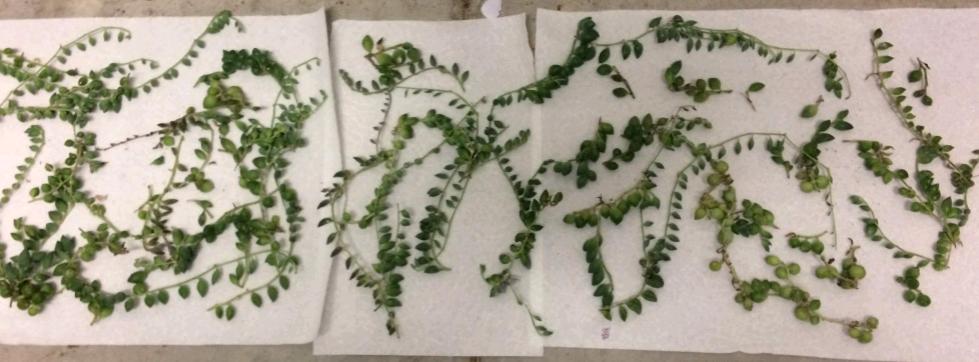 Senecio Rowleyanus 'String of Pearls' stem cuttings for propagation, shriveled leaves