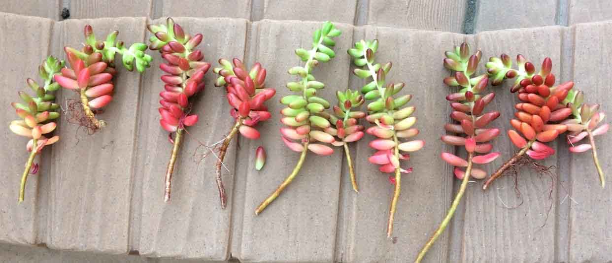 Sedum Rubrotinctum 'Jelly Bean Plant' stem cuttings for propagation