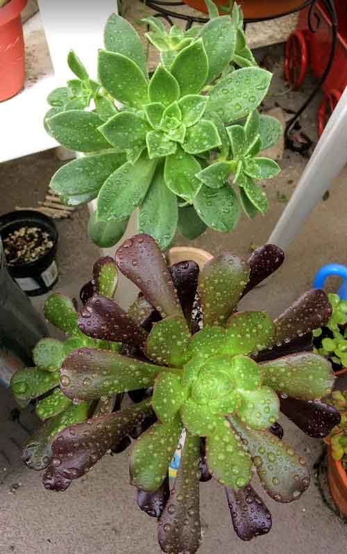 Aeonium Zwartkop 'Black Rose' and Aeonium Decorum 'Green Pinwheel' wet from rain