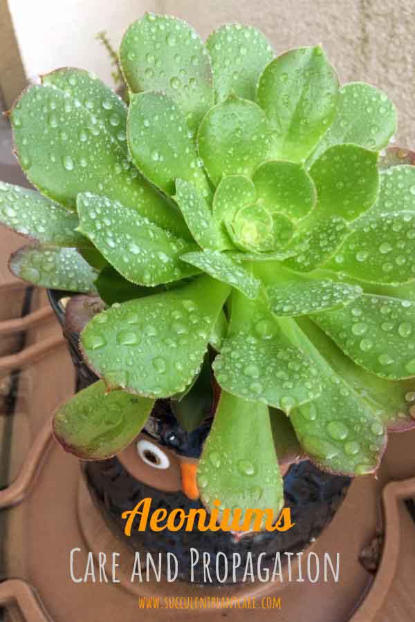 Aeonium in owl planter wet from rainwater