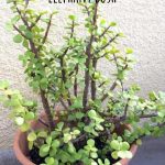 Portulacaria Afra 'Elephant Bush' with green round leaves and woody stems