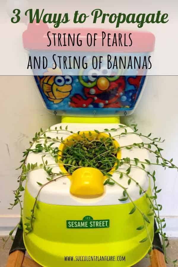 String of Bananas in an Elmo/Sesame Street potty
