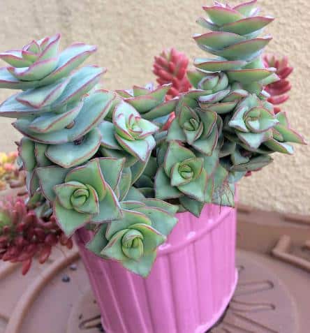 Crassula Perforata ‘String of Buttons’ Care and Propagation