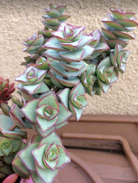 Crassula Perforata 'String of Buttons' Plant with light green leaves and rosy pink edges