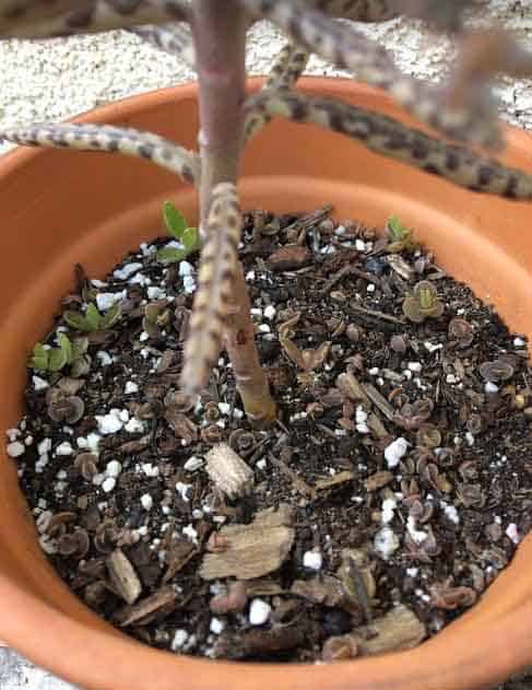  Kalanchoe Delagoensis ‘Chandelier Plant, Mother of Millions' plantlets or baby plants