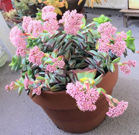 Crassula Rupestris 'High Voltage' Plant in bloom with clusters of pink flowers