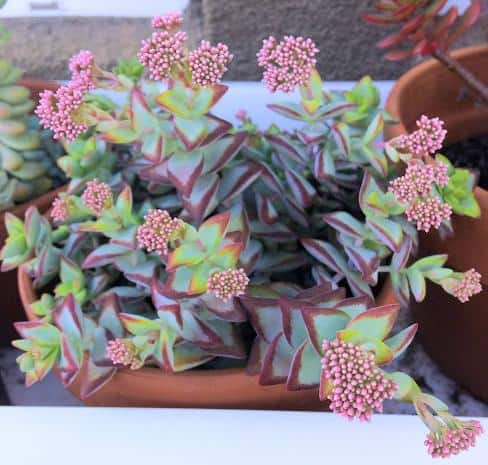 Crassula Rupestris 'High Voltage' Plant in bloom with clusters of pink flowers