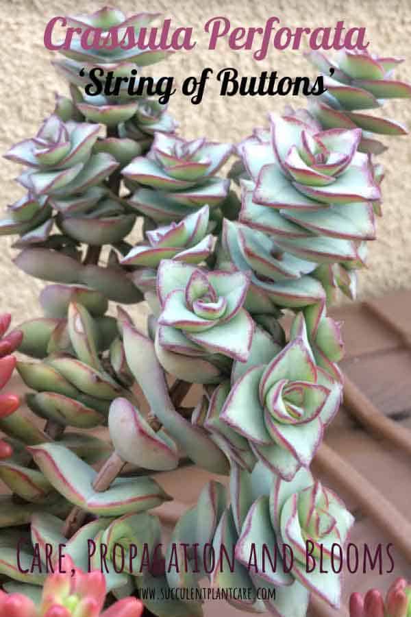 Crassula Perforata 'String of Buttons' Plant with pale green leaves and rosy pink edges