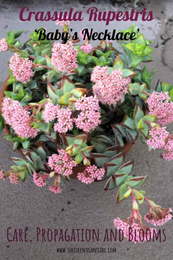 Crassula Rupestris 'High Voltagee' Plant in bloom with clusters of pink flowers