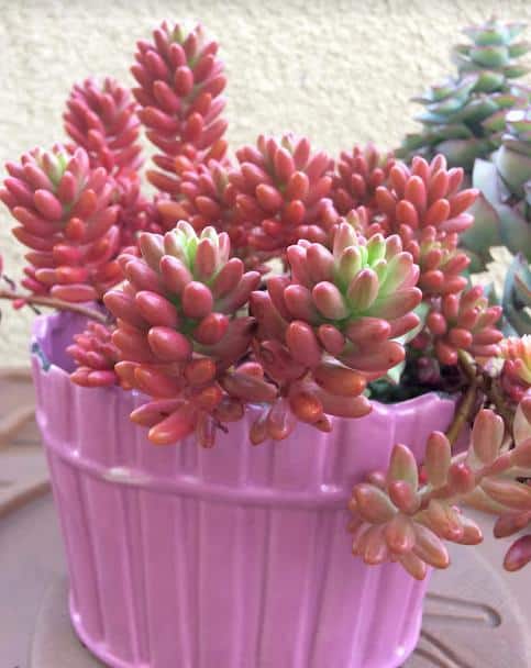 Sedum Rubrotinctum 'Aurora' Pink Jelly Beans with mauve-pink and lime green leaves in pink planter